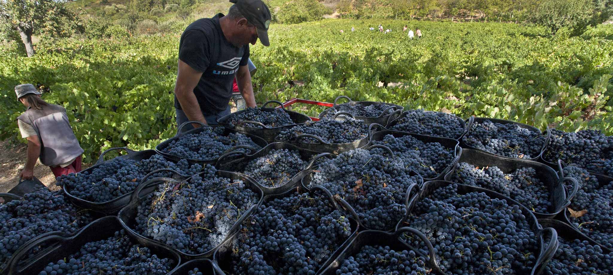 Consejo Regulador de la Denominación de Origen Bierzo