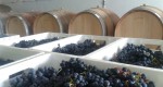 Uva mencía en una bodega de El Bierzo