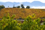 Viñedos de El Bierzo en otoño