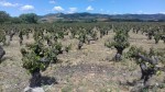 Viñedos en El Bierzo tras las heladas registradas los pasados 27 y 28 de abril
