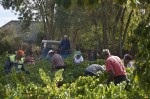 Operarios en plena labor durante la vendimia en El Bierzo