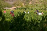 Vendimiadores en El Bierzo