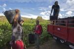 Operarios en la vendimia 2019 en El Bierzo