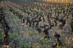 Viñedos en El Bierzo
