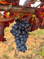 Uva estaladiña