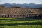 Viñedos en El Bierzo