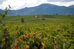 Viñedos en El Bierzo