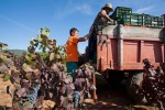 Operarios durante la última vendimia en El Bierzo