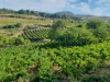 Vendimia 2023 D.O Bierzo