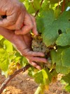 Godello D.O Bierzo