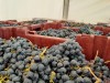 Vendimia D.O Bierzo 2023
