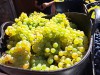 bierzo vendimia 2025