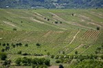 Viñedos de El Bierzo