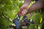 Uvas mencía en un viñedo de la D.O Bierzo