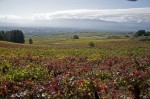Viñedos de El Bierzo
