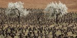 Viñas en El Bierzo