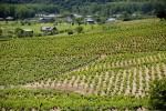 Viñedos en El Bierzo