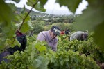 Operarios vendimiando en El Bierzo