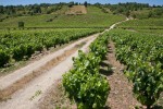 Viñedos en El Bierzo