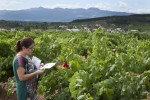 Control de calidad en viñas de El Bierzo