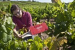 Control de calidad en viñas de El Bierzo