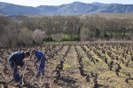 Poda de viñas en la Denominación de Origen Bierzo