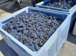 Vendimia D.O Bierzo 2023